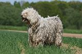 KOMONDOR 081